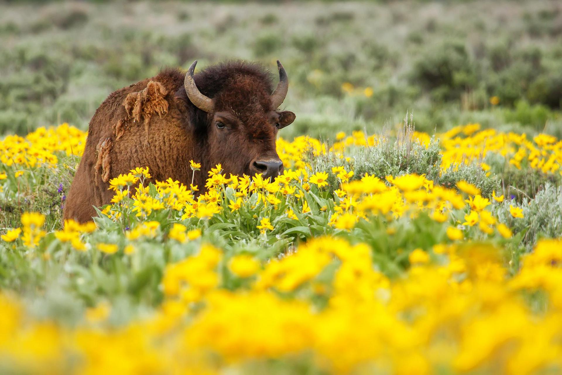 Wyoming Background Checks - state-background-check-featured-image